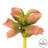 Adromischcus Arrangement