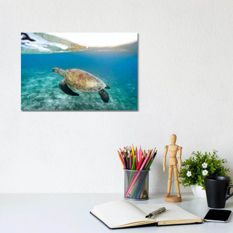 Surface Turtle by James Vodicka - Wrapped Canvas Gallery-Wrapped Canvas Giclée