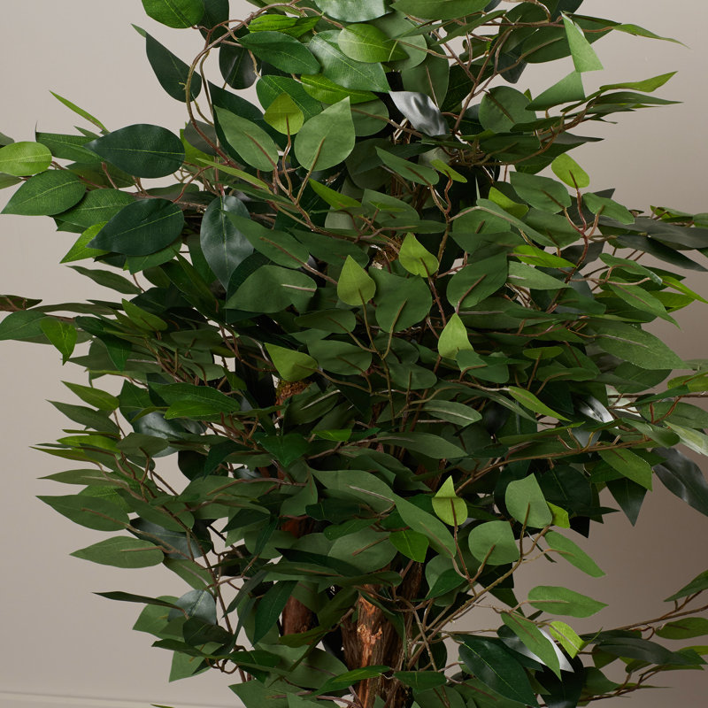 Ficus naturel en pot Kidwelly