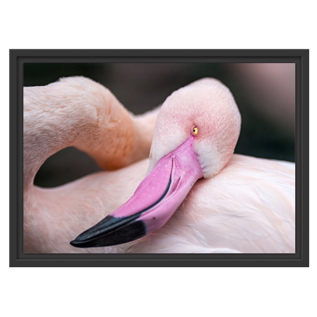 Gerahmtes Wandbild schöner Flamingo