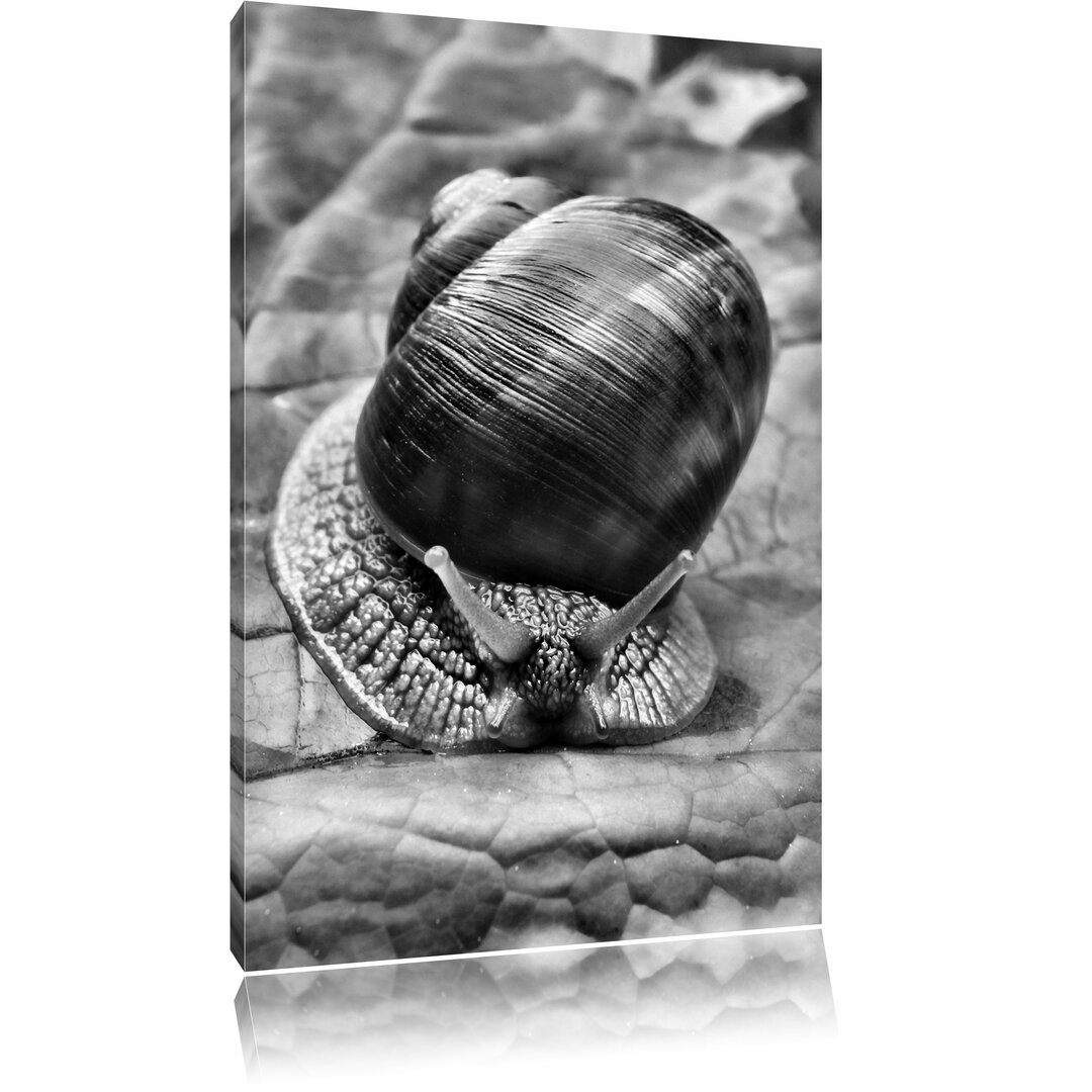 Leinwandbild Weinbergschnecke auf Blatt in Monochrom