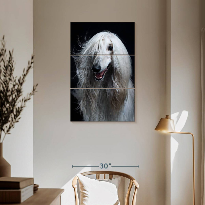 Brampt Long Haired Afghan Hound, 57" H x 36" W
