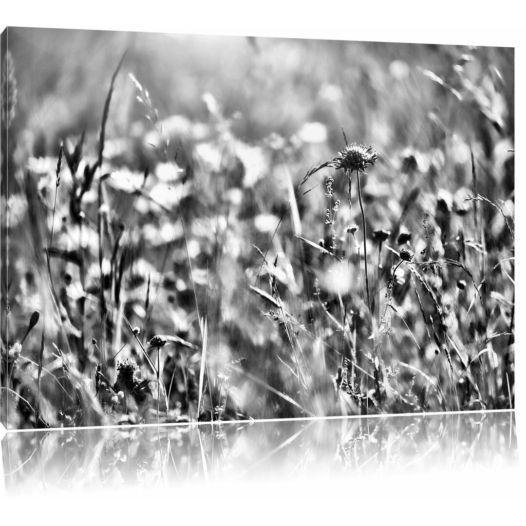 Leinwandbild Bunte Gräser, Pflanzen, Natur in Monochrom