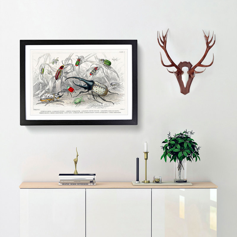 Assortment Of Beetles PL. 71 by Oliver Goldsmith - Single Picture Frame Painting, Black, 45cm H x 63cm W x 2cm D