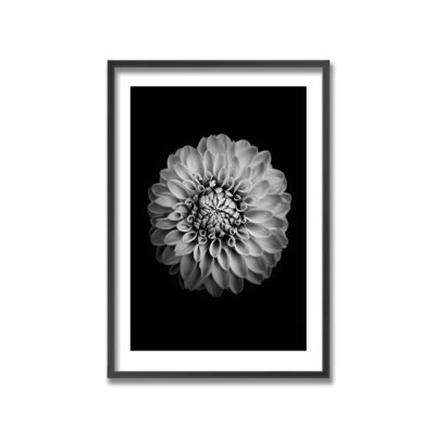 Nature Inspired Marigold by Alex Zhao - Picture Frame Photograph on Paper