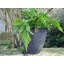 30cm Alexaundrea Fusion Planter in Black with a Shower of White Dots