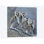 « quatre singes », impression sur toile-29479773-73648268-73648263