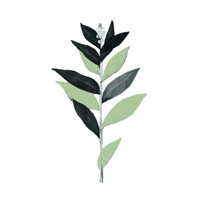 " Sage Charcoal Leaves 2 "