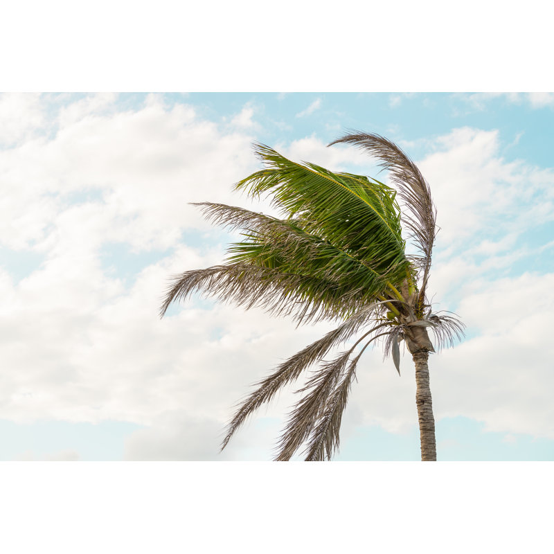 One Palm Tree by Ablokhin - Wrapped Canvas Print, 30cm H x 46cm W