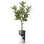 Arbre artificiel en fleur noire et blanche-104345534