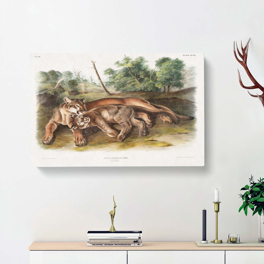 Two Cougars by J.W. Audubon - Wrapped Canvas