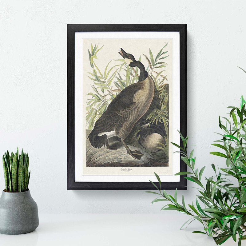 Canada Goose by John Audubon - Picture Frame Painting Print, Black Framed, 65cm H x 48cm W x 2cm D