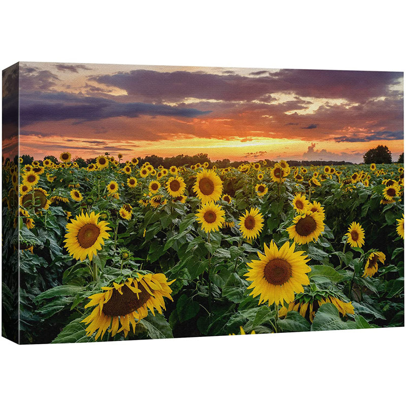 Tournesol, coucher de soleil, horizon, champ de tournesols, nature sauvage - photographie à cadre flottant, L 24 po x H 16 po