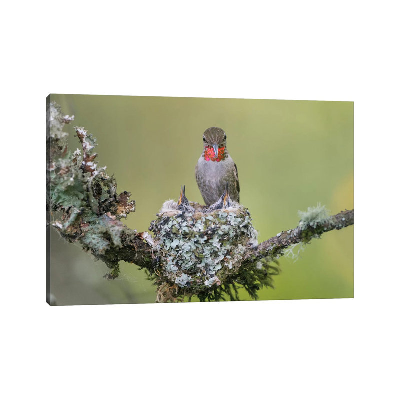 Anna's Hummingbird (Calypte Anna) Female Feeding Two Chicks At Nest In Marymoor Park, Redmond. by Gary Luhm - Wrapped Canvas Print