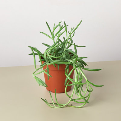 House Plant Shop Live Succulent Plant
