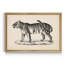 Brodtmann mâle tigre - cadre photo, reproduction d'art sur toile-783364887-783364886
