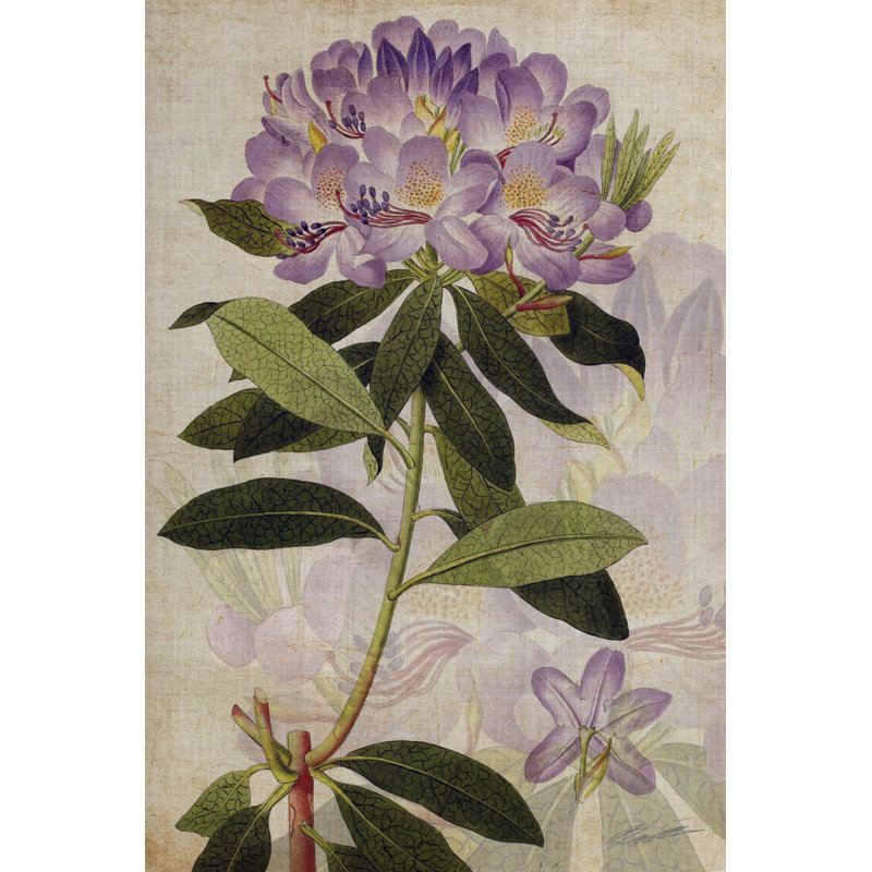 Rhododendron II - Wrapped Canvas Art Prints, 46cm H x 30cm W x 3.8cm D