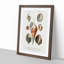 Mollusc Shell Illustrations PL. 22 by Charles D' Orbigny - Picture Frame Graphic Art Print-55610383-55610384