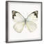 Papillon forêt tropicale - peinture encadrée-1411817282