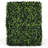 Gardenia Hedge Wall -686723850