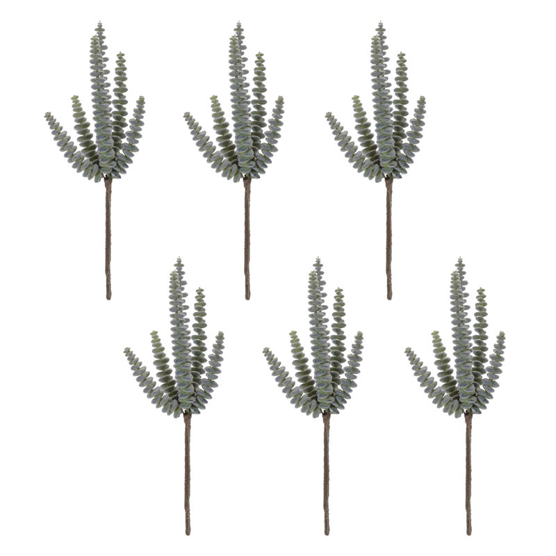 Plante grasse