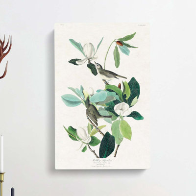 Warbling Flycatcher Birds by John Audubon - Wrapped Canvas