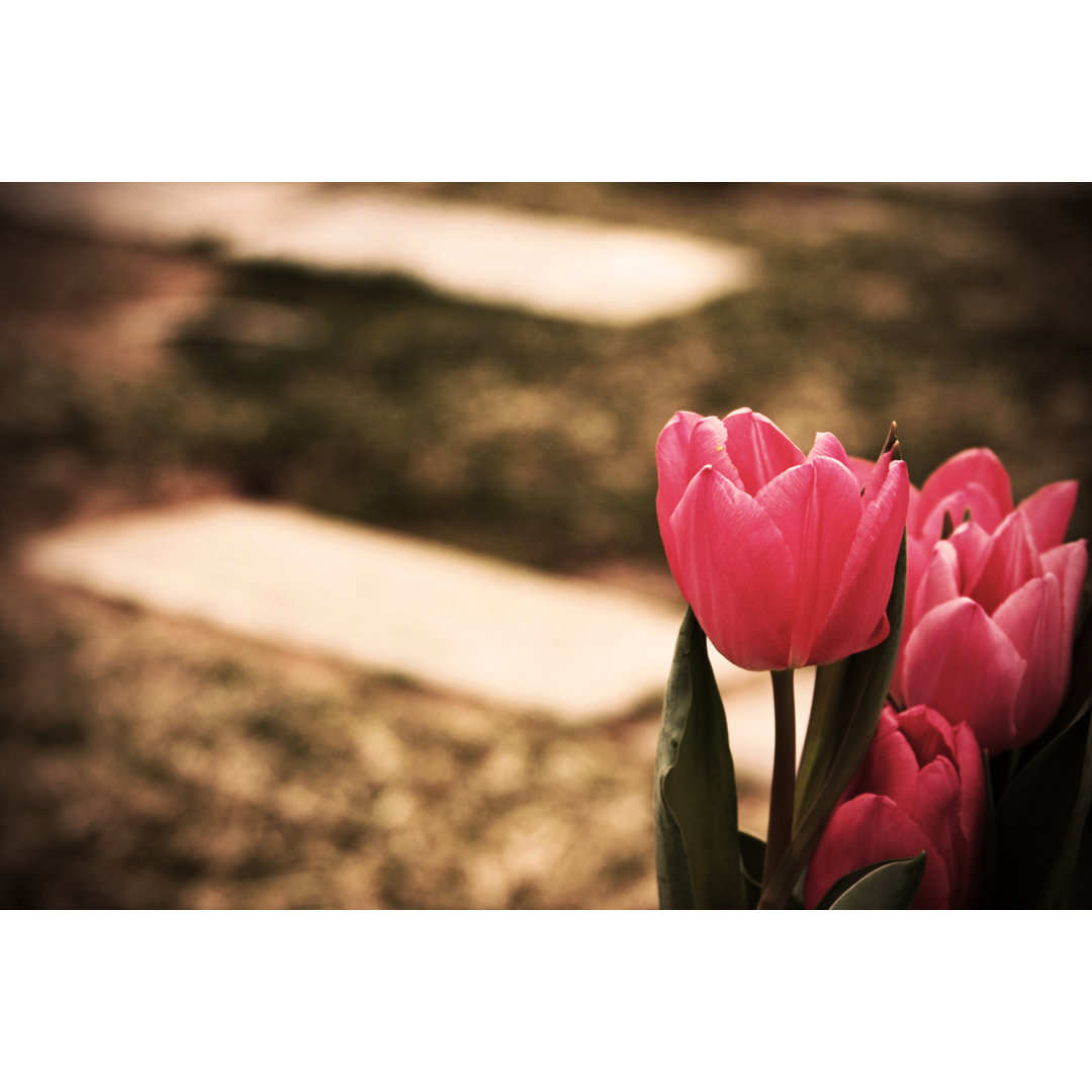 Tulpen auf dem Friedhof von JennaWagner - Druck auf Leinwand ohne Rahmen