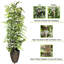 Ficus artificiel 96 po en pot
