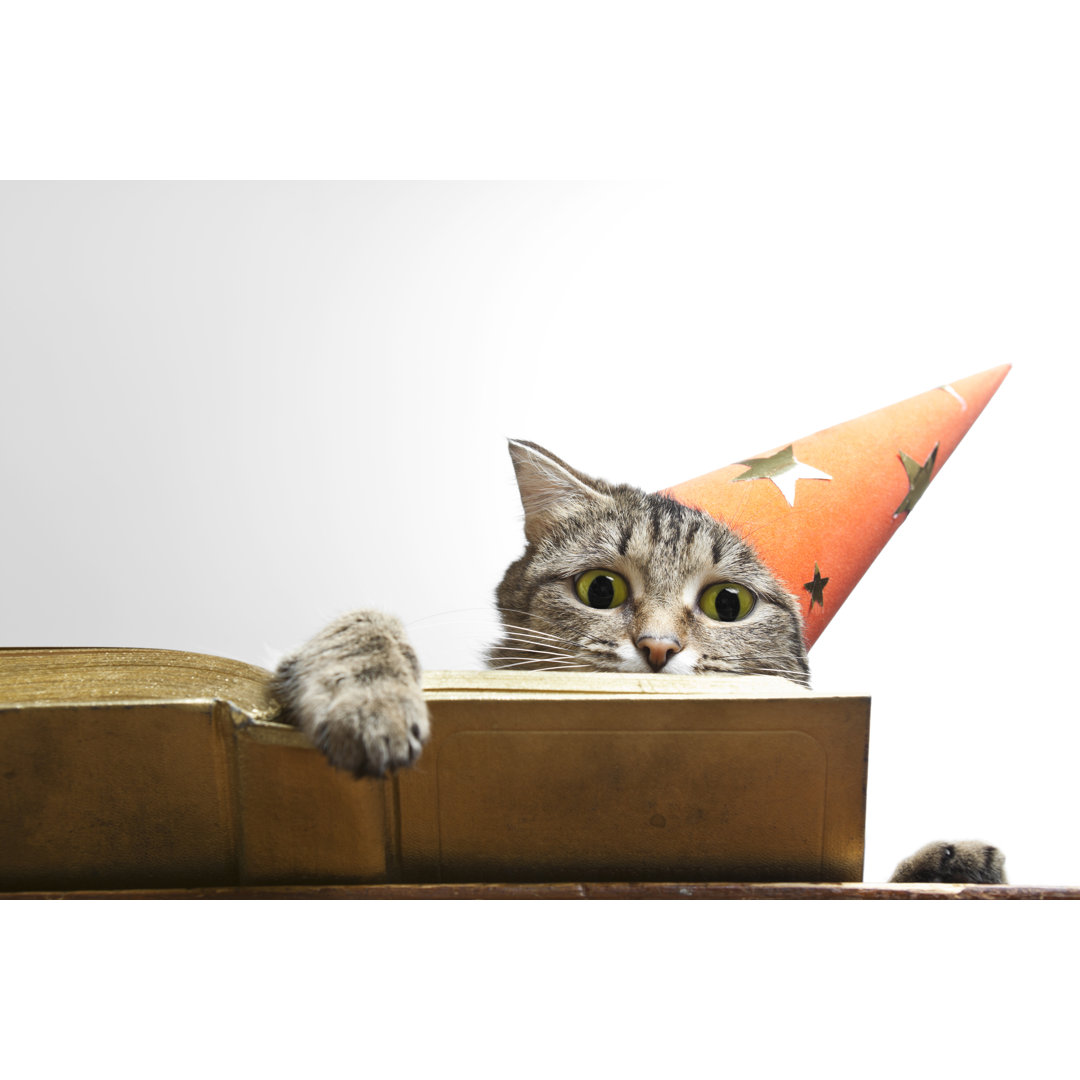 Gray Tabby Cat With A Party Hat Reading A Book von Erikona - Kunstdrucke ohne Rahmen auf Leinwand