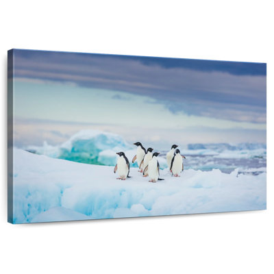 Brampt Adelie Penguins