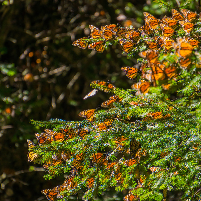 Papillons monarques sur une branche d'arbre, H 36 po x l 36 po