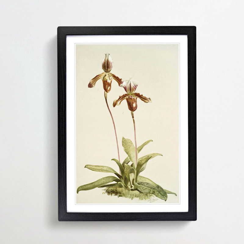 Magnolia Flowers Illustration Tab. 38 by Frederick Sander - Picture Frame Painting Print, 50cm H x 35cm W x 2cm D, Black