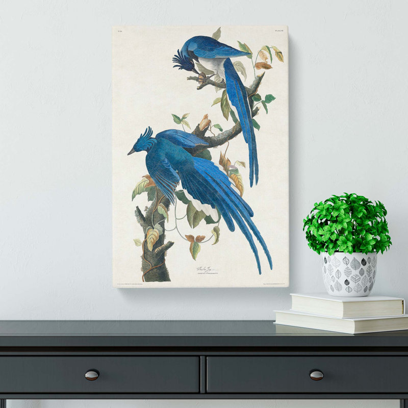 Columbia Jay by John James Audubon - Wrapped Canvas, 50cm H x 35cm W x 3cm D