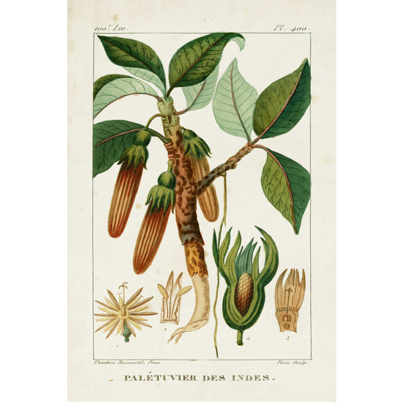 Turpin Foliage & Fruit I, H 18 po x l 12 po
