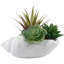 Succulent agave coquille en pot de fleurs