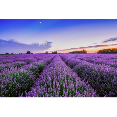 " Sunrise And Dramatic Clouds Over Lavender Field " by Valio84Sl