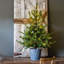 52' H Lighted Artificial Pine Christmas Tree