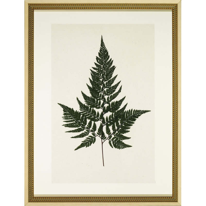 Pressed Fern I - cadre photo