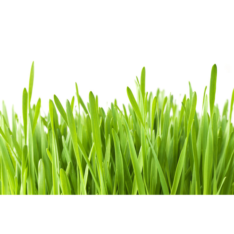 Herbe par Ithinksky, H 12 po x l 18 po