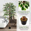 Plante 63 po