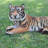 White Tiger Laying Down Statue-120613954