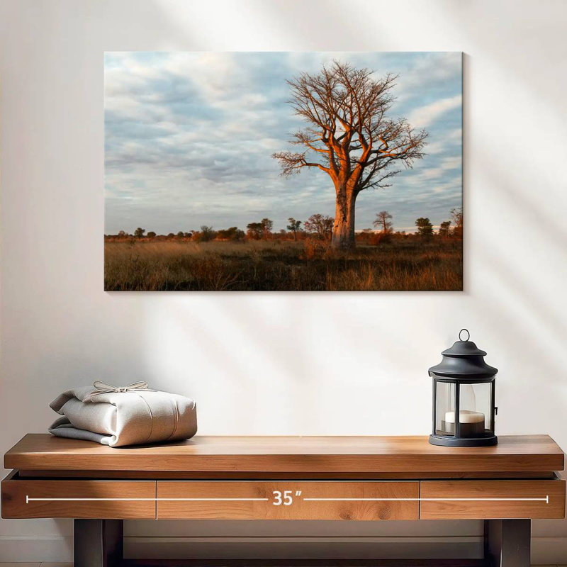 Baobab zambien Harnek, H 16 po x l 24 po