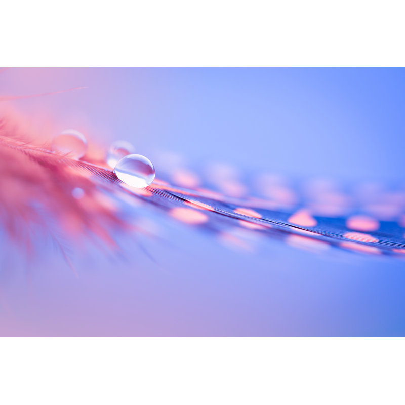 Malte Feather With Drop - Wrapped Canvas Print, 81cm H x 122cm W x 3.8cm D