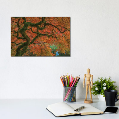 USA, Washington State, Bainbridge Island. Japanese maple tree in fall. 1 Piece Wrapped Canvas Wall Art