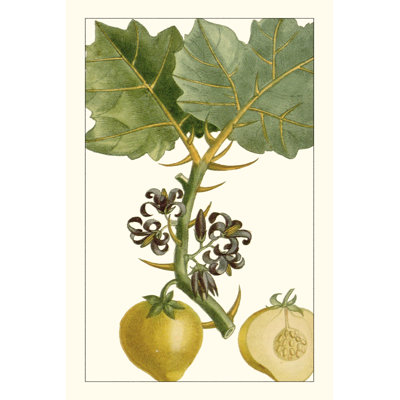 Turpin exotique botanique IV