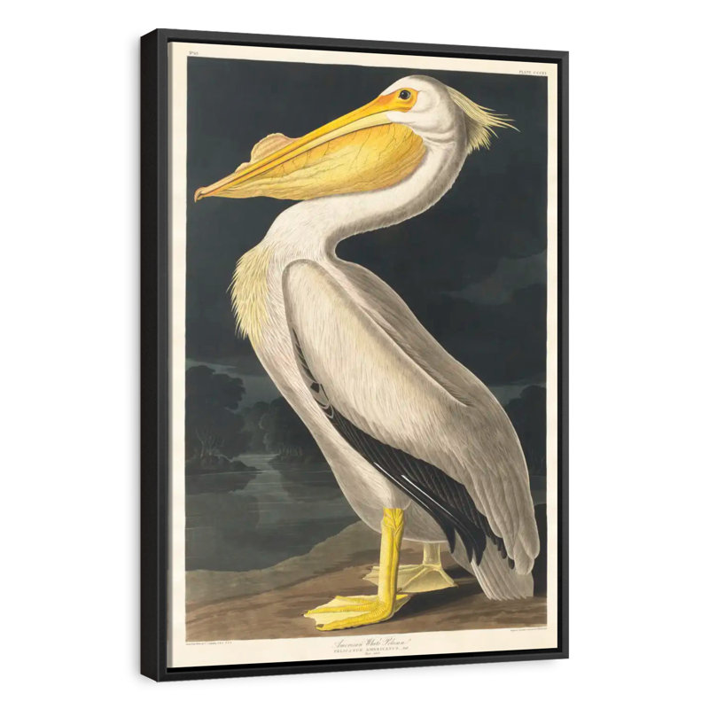 Pélican d'Amérique des oiseaux d'Amérique, Cadre flottant noir, 29 po x 43 po