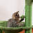 Daaron 36.8'' H Cat Tree