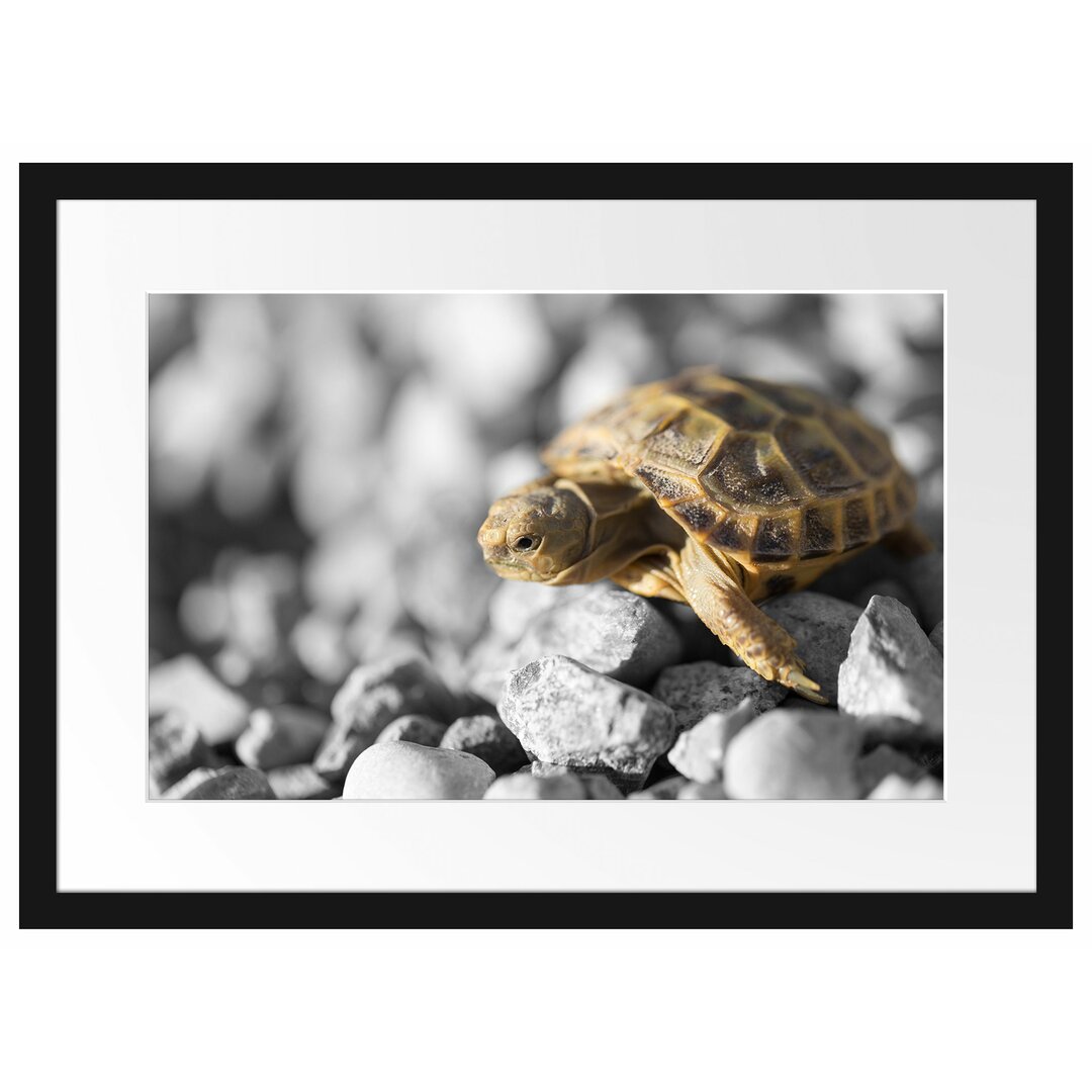 Gerahmtes Poster Süße Schildkröte auf Steinen