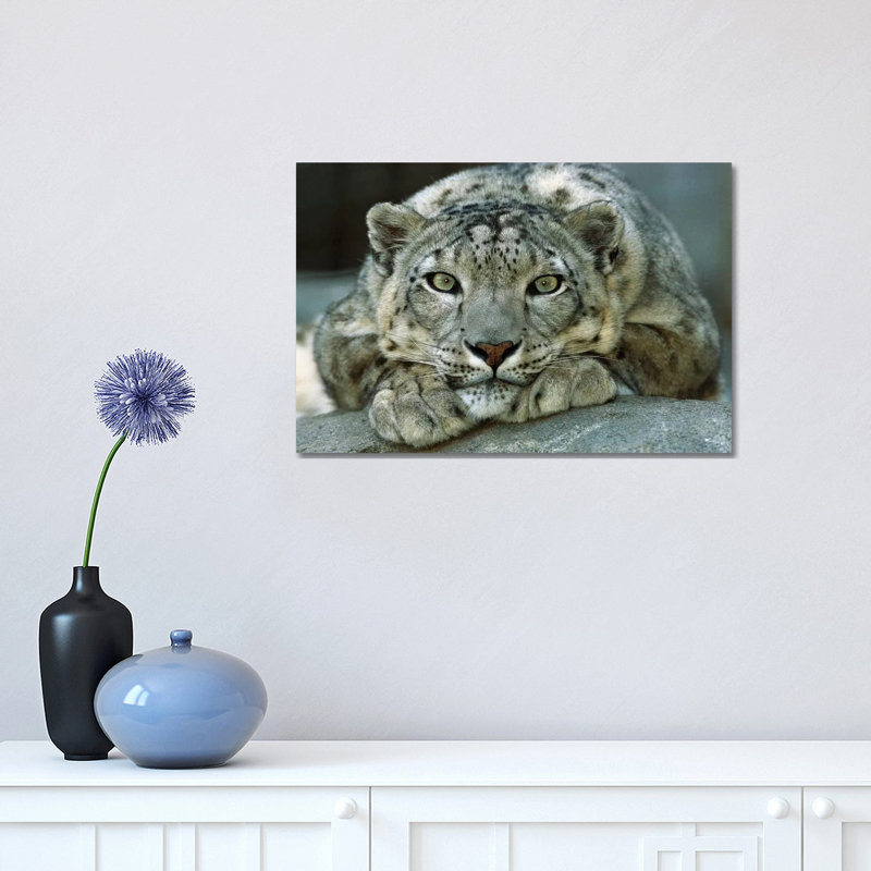 Snow Leopard Portrait Native To Mountainous Regions Of Central Asia - Wrapped Canvas Print, 30.48 cm H x 45.72 cm W