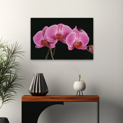 Fleurs - Orchidées
